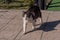 Cat pet nature animal. Gray cat walks for a walk