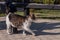 Cat pet nature animal. Gray cat walks for a walk