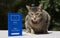 Cat with Pet Passport