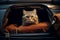 Cat pet sitting trunk car. Generate Ai