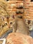 Cat photo Indian cat covered photo singhal cat photo