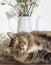 Cat Photobomb Still Life Set