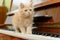 Cat and piano