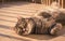 Cat playing on a balcony