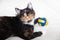 Cat playing with a ball . Toys for cats. A colored cat is lying with a ball in its paws. Pet