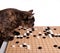 Cat playing board game Go weiqi, wei-chi