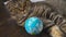 The cat is playing with a globe. Concept on the world in your hand. slow motion