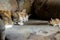 Cat playing with little gerbil mouse. Natural light. Danger concept.