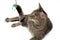 Cat Playing with Mouse Toy