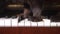 The cat is playing the piano. closeup. paws of a cat walk on the piano keys