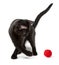 Cat playing with red clew