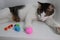 Cat playing with round colorful pompom balls. close up