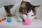 Cat playing with round colorful pompom balls. close up