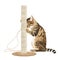 a cat playing with a scratching post on a white background