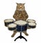 Cat plays the drums