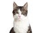 cat png pictures