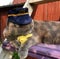 Cat in a police uniform holding a paw with yellow toy mouse, on the street, on the stairs, a square photo