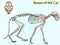 Cat Pop art skeleton veterinary raster, cat osteology, bones