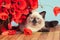 Cat with poppies flowers lying on wooden table