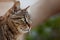 Cat portrait close up, only head crop, looking to the top, cat in light brown and cream looking with pleading stare at the viewer