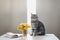 Cat Portrait. Cute cat indoor shooting. Home pet kitten cat with flowers close up photo. Cute Scottish straight cat indoors