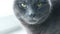 Cat Portrait. Fierce Grumpy purebred Cat. Funny domestic Pets. Close-up of Cat eyes.
