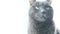 Cat Portrait. Fierce Grumpy purebred Cat. Funny domestic Pets. Close-up of Cat eyes.