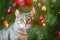 Cat portrait in front of Christmas tree, Xmas festive pet photo, blurred background