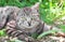 Cat portrait grey in grass outdoor