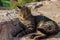 Cat portrait homeless animal theme photography, pet laying on stones