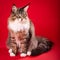 Cat portrait, Maine coon siting on red background.