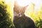 cat portrait sits on a summer sunny meadow in bright rays