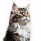 Cat Portrait Stock Photo: Graphic Illustrations, Speedpainting, Realistic Impression