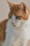 Cat portrait, watchful gaze, orange and white