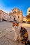 Cat posing on Dubrovnik street and historic architecture view