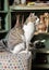 Cat posing on white tabure / taburete
