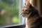 a cat positioned by a window, watching rain fall