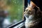 a cat positioned by a window, watching rain fall