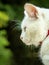 Cat. Profile of white cat with green background