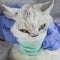 Cat in protective disposable medical mask. Concept personal protection, infection, allergy