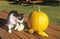 Cat with Pumpkin and Squash on Picnic Table, Connecticut