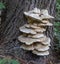 Is it a cat, a puppy or is it a toadstool?