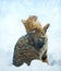 Cat with raised paw looking up on fallen snow