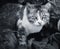 Cat ready to jump , focused eyes looking front with serious facial expression black and white photograph