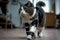 cat, recovering from a life-threatening injury, with robotic leg helping it walk again