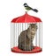 Cat in red bird cage