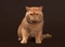 Cat. Red british male cat on dark brown background