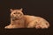 Cat. Red british male cat on dark brown background