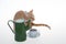 The cat is red and the kettle is green on a white background.