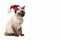Cat in red Santa Claus hats isolated on a white background. Ragdoll breed cat in santa claus hat. Banner with copy cpace